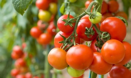 مانتے ہیں کہ ٹماٹر کی ہزاروں اقسام پائی جاتی ہیں؟