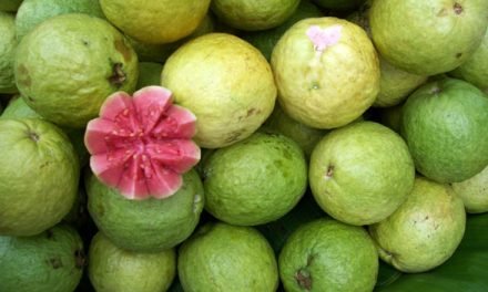 بلغمی کھانسی میں بُھنا ہوا امرود فائدہ مند ہے، تحقیق