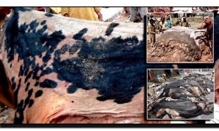 چمڑے کی برآمدات میں کمی، پاکستان کو کروڑوں ڈالرز کا نقصان
