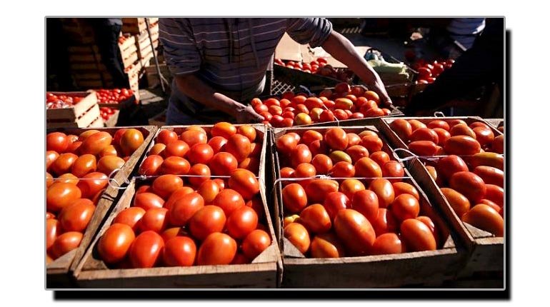 سوات، ٹماٹروں کی ریکارڈ پیداوار بارے خصوصی رپورٹ پڑھئے