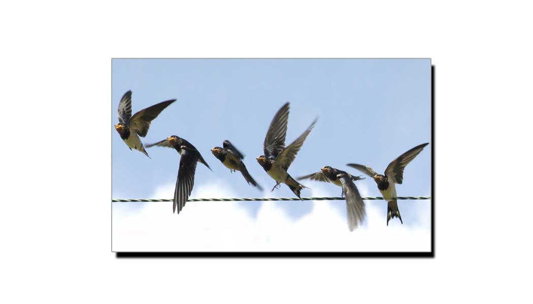 ناولٹ ’’دس لاکھ پرندے‘‘ کا تنقیدی جائزہ